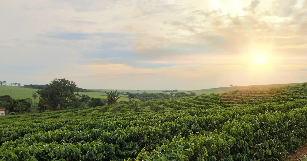  Kawowa mapa świata gdzie są najlepsze plantacje kawy?