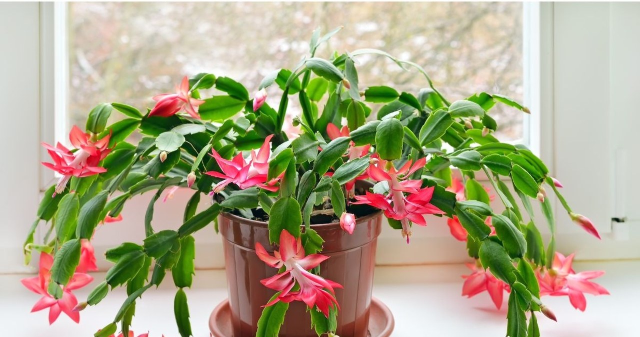 Co zrobić, by grudnik zakwitł? Kilka prostych trików