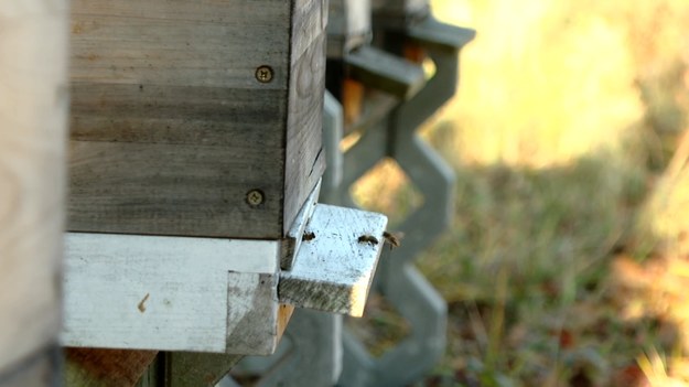 Widok pszczół latających zimą nie dziwi, ale pszczelarzy martwi coś innego - choroby owadów pojawiają się coraz częściej. Co ma wpływ na ich rozwój?