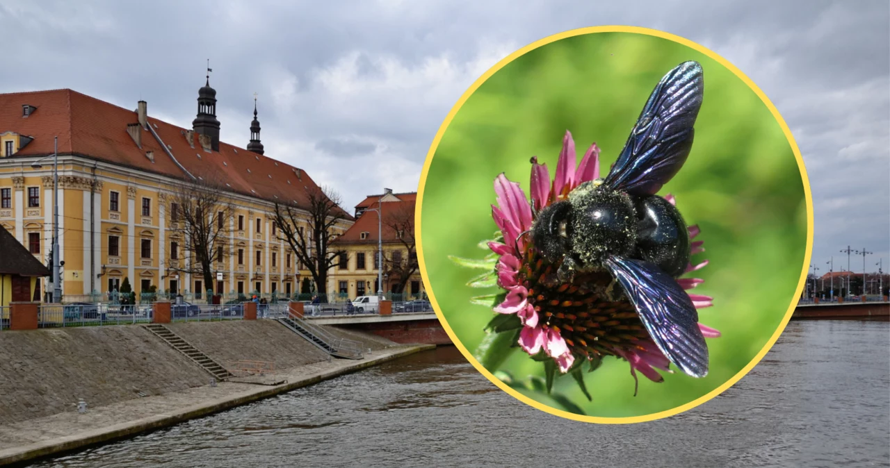 Czarna pszczoła na terenie Wrocławia. Ten gatunek jest ściśle chroniony 