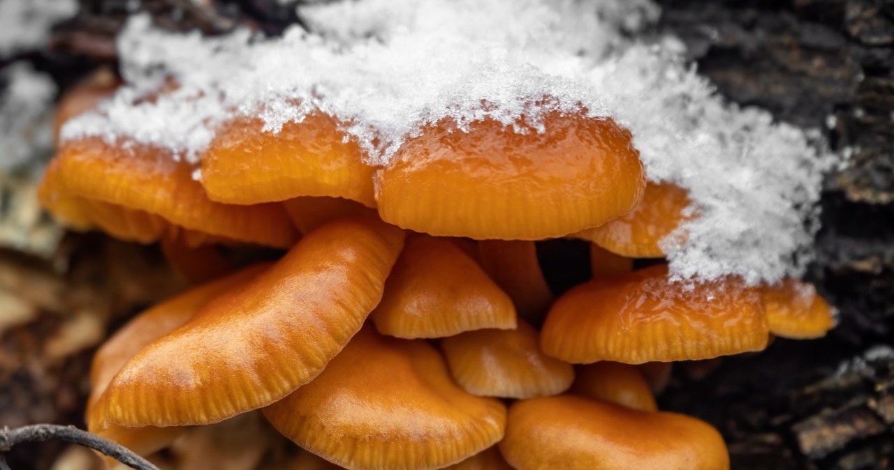 Ten grzyb rośnie zimą i jest jadalny. Polacy zupełnie o nim zapomnieli