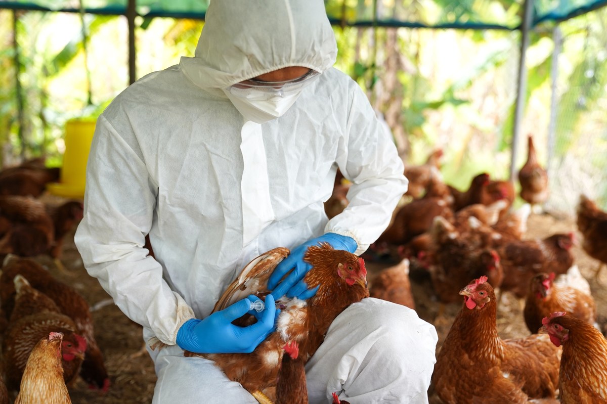 Wirus grypy ptaków H5N1 intensywnie krąży na świecie, głównie wśród ptactwa oraz krów mlecznych. Jest bliższy osiągnięcia potencjału pandemicznego niż się nam wydaje - ostrzega „New Scientist”, powołując się na najnowsze badania. Podkreślono, że patogen ulega ciągłym mutacjom, dzięki którym coraz lepiej potrafi atakować ludzi.