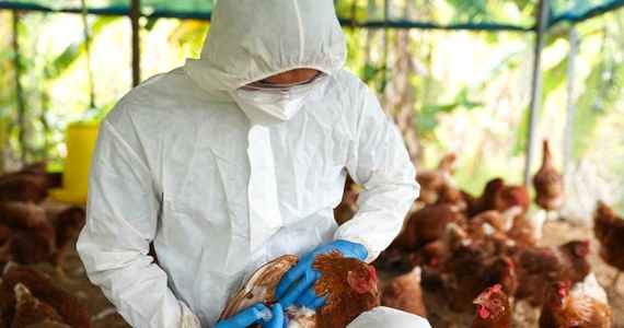 Wirus grypy ptaków H5N1 intensywnie krąży na świecie, głównie wśród ptactwa oraz krów mlecznych. Jest bliższy osiągnięcia potencjału pandemicznego niż się nam wydaje - ostrzega „New Scientist”, powołując się na najnowsze badania. Podkreślono, że patogen ulega ciągłym mutacjom, dzięki którym coraz lepiej potrafi atakować ludzi.