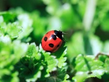 Skrzydła i sieci. Niezwykły taniec w powietrzu