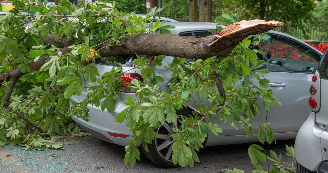 Drzewo uszkodziło mi auto. Co robić i jak dostać odszkodowanie?