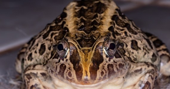 Żaby - Genowefa, Gertruda i Gustaw - zamieszkały w gdańskim zoo. Należą do gatunku zwanego kurczakami górskimi lub żabami gigantami, który klasyfikowany jest jako krytycznie zagrożony wyginięciem.