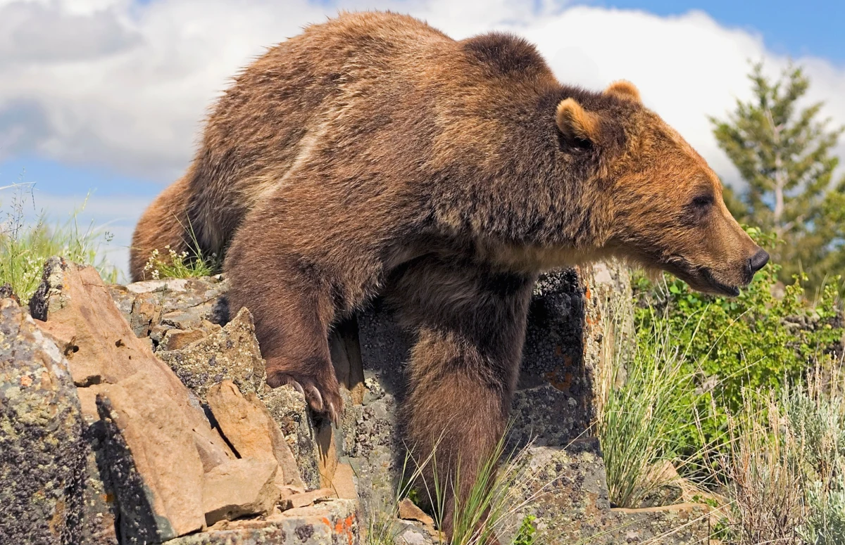 Niecodzienny wypadek podczas polowania w lasach stanu Wirginia w USA. Mężczyzna zginął po tym, jak z drzewa spadł na niego niedźwiedź zastrzelony przez jednego z jego towarzyszy.