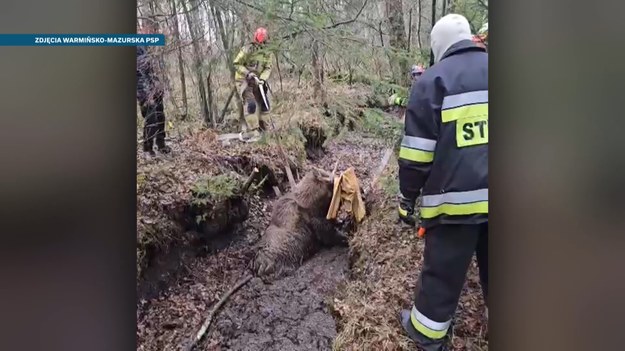 O nietypowych pułapkach, w które wpadają dzikie zwierzęta opowie Marcin Szumowski.  