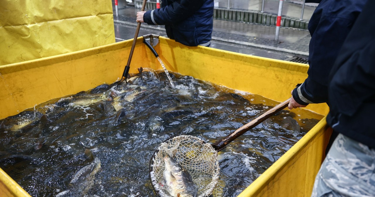 W tym roku karpi będzie mniej. Są pierwsze informacje o cenach ryb