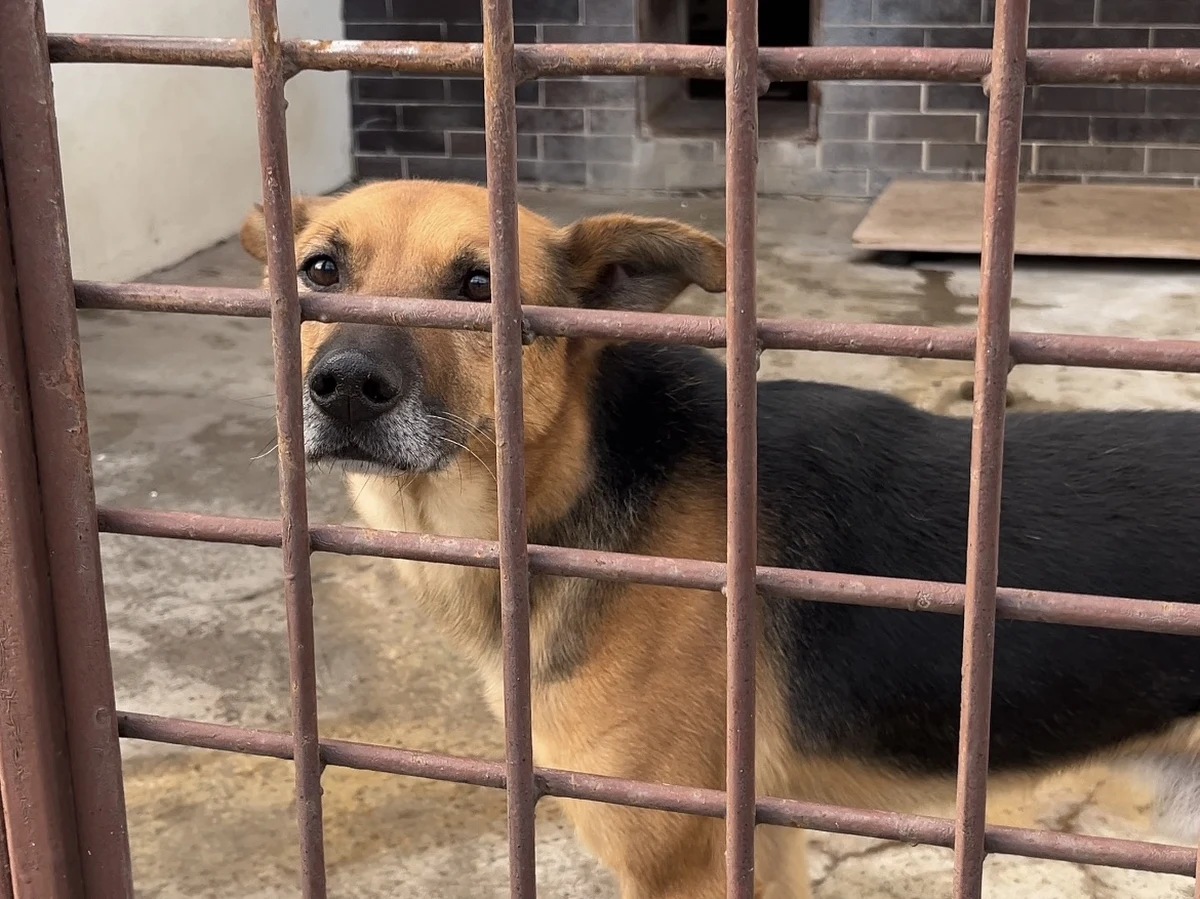 Trzy tony karmy i kilkaset legowisk dla psów i kotów dostarczymy tej zimy do schronisk w całej Polsce. Właśnie startuje akcja RMF FM, w ramach której odwiedzamy i przekazujemy potrzebne dary dla czworonogów. Dziś zawitaliśmy do Krakowa.