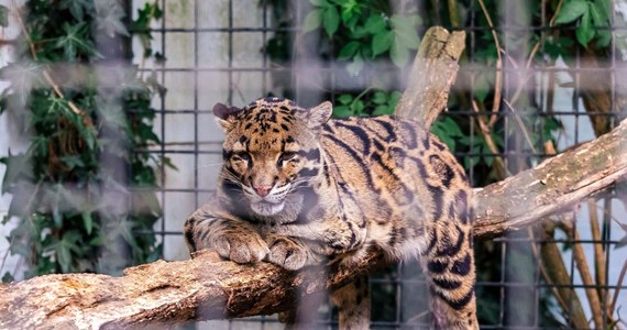 Lampart zaatakował pracownika w odeskim zoo. Mężczyzna chciał posprzątać klatkę drapieżnika – nie wiedział jednak, że zwierzę znajduje się niedaleko. Poszkodowany został przewieziony do szpitala z licznymi urazami głowy, szyi i kręgosłupa.