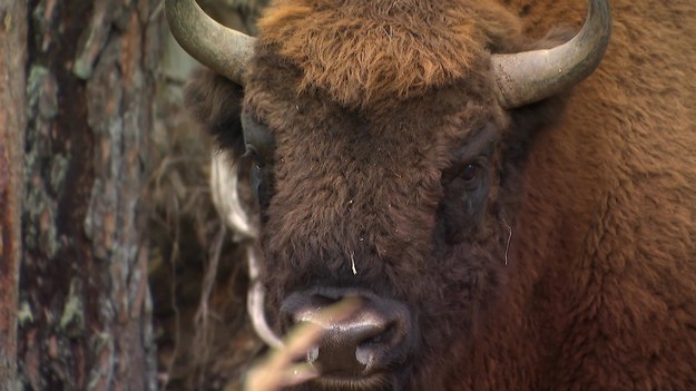 Zima to najlepszy czas na spotkanie żubra żyjącego na wolności. Aż do wiosny te zwierzęta chętniej będą wychodzić na pola w poszukiwaniu pokarmu. Przemysław Sławiński.