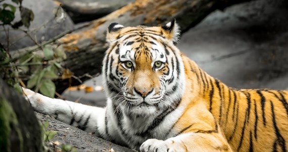 Dwadzieścia dzikich kotów, w tym tygrys bengalski, cztery pumy i cztery rysie rude, zmarło po zarażeniu się ptasią grypą w sanktuarium dla zwierząt w Shelton, w stanie Waszyngton. Choroba szybko rozprzestrzeniła się w stadach drobiu w USA docierając do gospodarstw domowych i zabijając zwierzęta. Trzy inne koty udało się uratować, jeden jest w stanie krytycznym. 