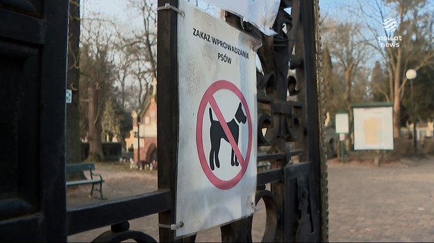 Z psem na cmentarz - dla jednych to oczywiste i normalne. Dla drugich - nie do zaakceptowania. Z czworonogiem na teren nekropolii wejście ograniczają lokalne regulaminy. Nie wszystkim jednak się podobają - i stąd interwencje. Bo często właściciele traktują psa jako członka rodziny i nie wyobrażają sobie odwiedzania zmarłych bez ich udziału. 