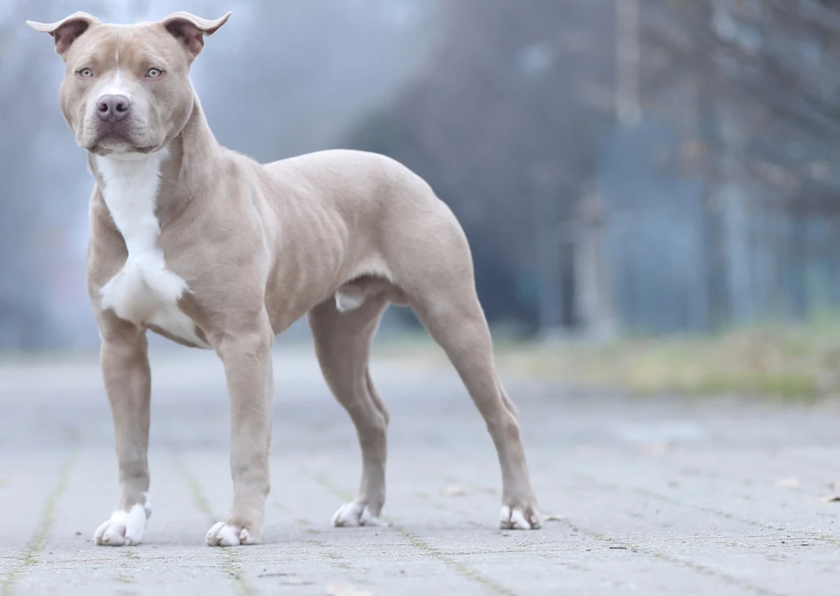 W Boże Narodzenie w Kielcach doszło do brutalnej napaści na pracownika schroniska dla bezdomnych zwierząt. Ojciec i syn przyjechali do placówki, by odebrać swego psa - pitbulla, który wcześniej uciekł im z posesji. Mężczyźni pobili ciężko pracownika schroniska, a ich pies pogryzł inne zwierzę. Sprawą zajmuje się policja.