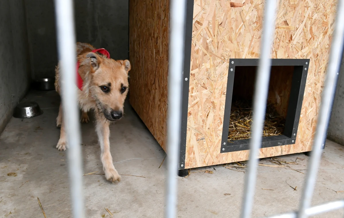 Zarzuty pobicia usłyszało dwóch mężczyzn, którzy w Boże Narodzenie w Kielcach brutalnie napadli na pracownika schroniska dla bezdomnych zwierząt - dowiedział się dziennikarz RMF FM Michał Dobrołowicz. Grozi im do 5 lat więzienia. 