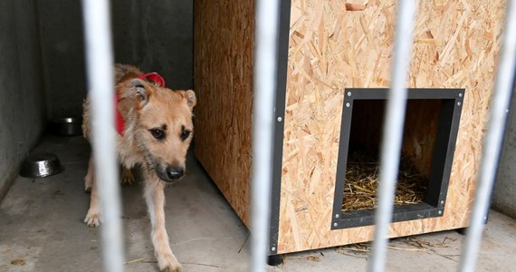 Zarzuty pobicia usłyszało dwóch mężczyzn, którzy w Boże Narodzenie w Kielcach brutalnie napadli na pracownika schroniska dla bezdomnych zwierząt - dowiedział się dziennikarz RMF FM Michał Dobrołowicz. Grozi im do 5 lat więzienia. 