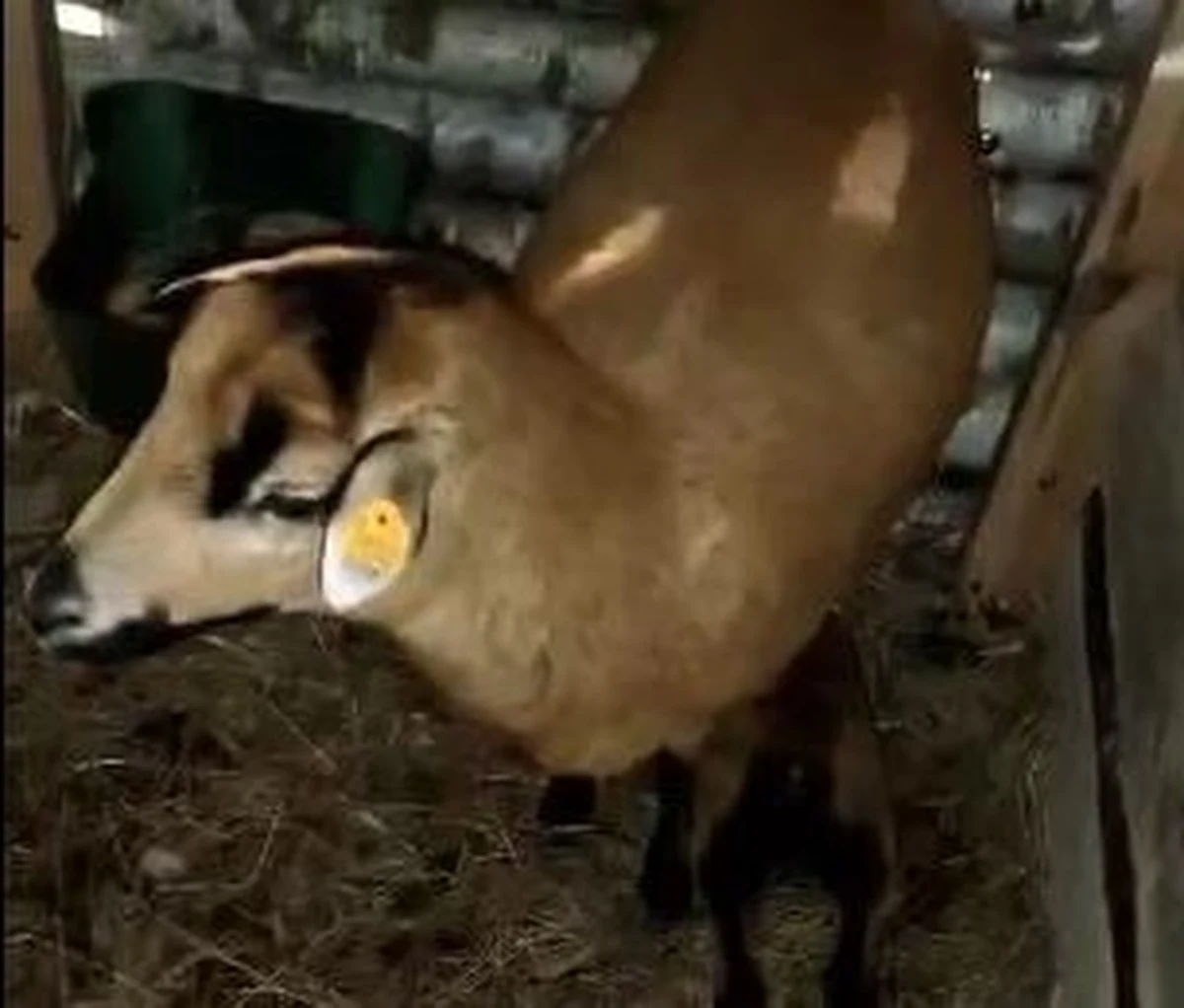 Ta kradzież oburzyła mieszkańców. Z żywej szopki bożonarodzeniowej w Ujeździe na Opolszczyźnie ktoś zabrał czterodniowego baranka. Zwierzę było skazane na śmierć, bo powinno być karmione tylko mlekiem owczej matki, a zostało z nią rozdzielone.