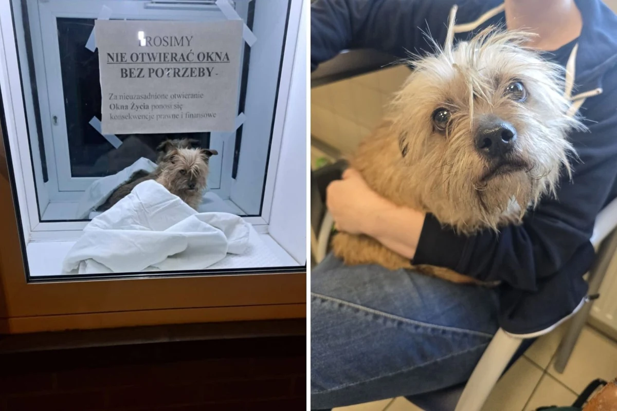 We wrocławskim oknie życia ktoś zostawił psa. Suczka trafiła do schroniska. "Ma ok. 3-4 lat" - poinformowano. 
