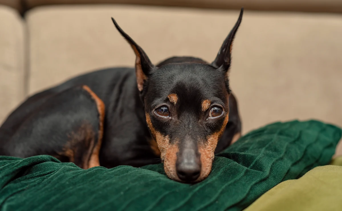 Sylwester potrafi być trudnym okresem dla psów. Krakowskie Schronisko dla Bezdomnych Zwierząt zaapelowało, by tego dnia nie spuszczać czworonogów ze smyczy i nie wypuszczać ich z domów bez opieki.