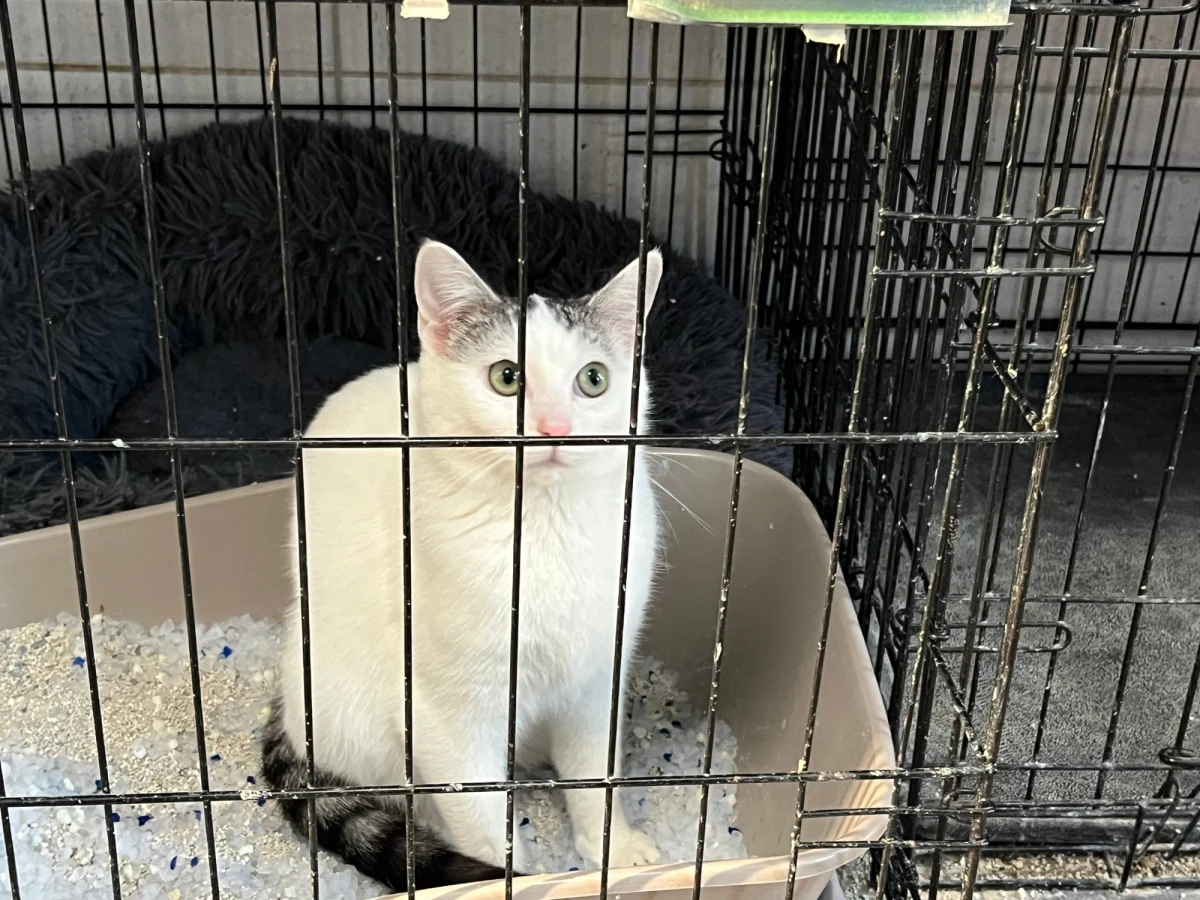 "Ja jestem przeszczęśliwy, ale najważniejsze, żeby zwierzęta były jeszcze bardziej szczęśliwe" - mówi dyrektor Schroniska dla Bezdomnych Zwierząt w Sosnowcu w woj. śląskim. To kolejna placówka, do której właśnie dotarło kilkaset ton karmy oraz legowiska dla psów i kotów od RMF FM.