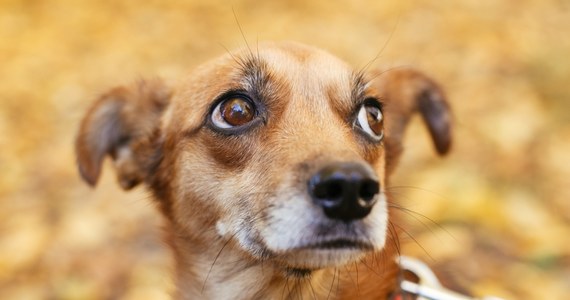 W noc sylwestrową wolontariusze będą szukali zbłąkanych zwierząt zarówno w Warszawie i na terenie gmin ościennych. Sylwestrowy Patrol Animalsów pomoże zwierzętom przestraszonym wybuchami petard i fajerwerków.