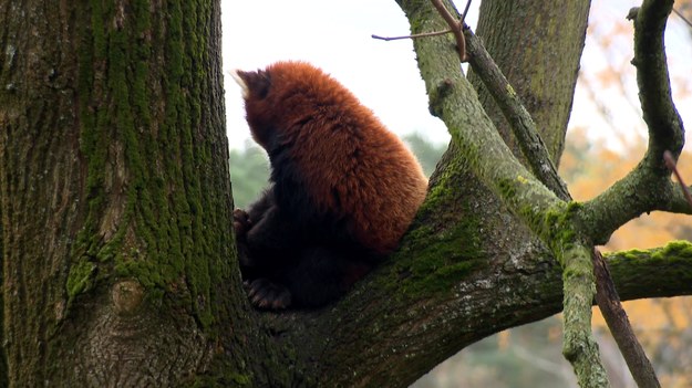 Dla jednych zimowisko z basenem, dla innych przytulna gawra. Mieszkańcy Nowego Zoo w Poznaniu oraz ich opiekunowie prowadzą intensywne przygotowania przed nadchodzącą zimną. Ewelina Dernoga.