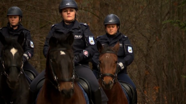 Polska policja właśnie kupiła dwa konie rasy małopolskiej. Będą służyć w Wydziale Prewencji w Tomaszowie Mazowieckim. Adam Malik.