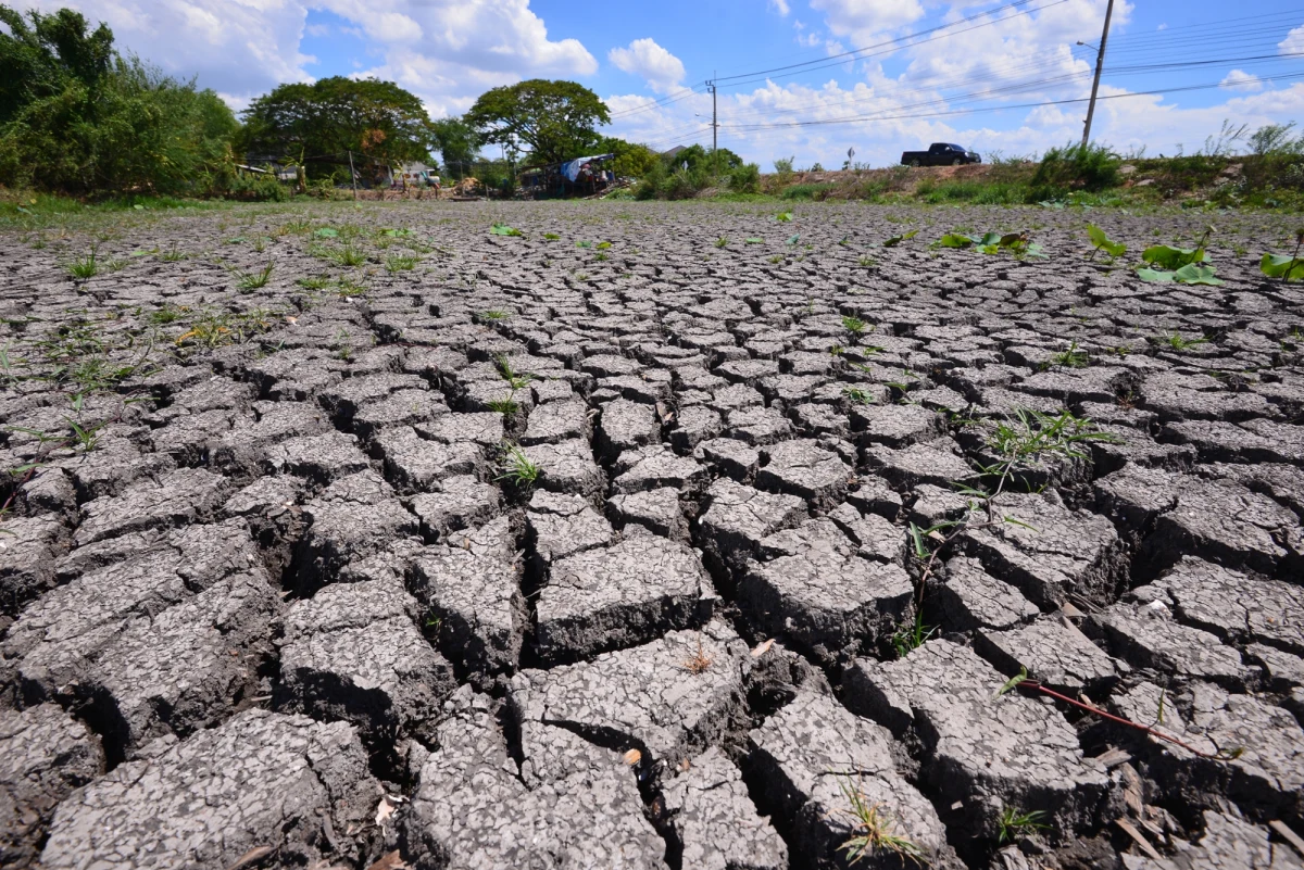 "Rok 2024 był rekordowo ciepły, ale wszystko wskazuje na to, że ten rekord szybko zostanie pobity" - ocenił klimatolog prof. Bogdan Chojnicki z Uniwersytetu Przyrodniczego w Poznaniu. W jego opinii w ciągu kilku lat wzrost średniej temperatury spowoduje w Polsce poważną suszę.