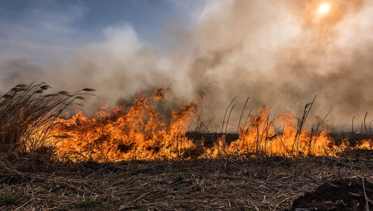 W małopolskiej Dąbrówce doszło do pożaru. Spłonęło ok. pół hektara traw.