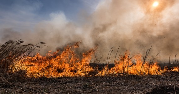 W małopolskiej Dąbrówce doszło do pożaru. Spłonęło ok. pół hektara traw.