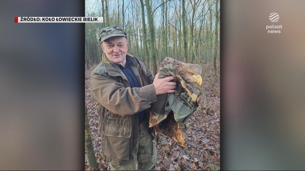 Historia bielika, który przeżył bo trafił na myśliwego. Pan Piotr z koła "Bielik" znalazł rannego orła pod Żninem. Zwierzę prawdopodobnie zderzyło się z wiatrakiem. Przez kilka dni ptak był leczony i podkarmiany. Trafił na dobrych ludzi. Za kilka tygodni rozwinie skrzydła i wróci na niebo. Materiał dla "Wydarzeń" przygotował Piotr Kotwicki.