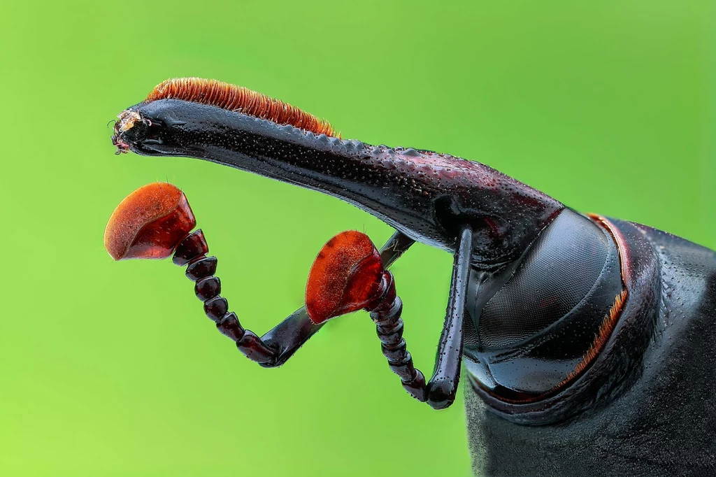 Wołkowiec palmowy (Rhynchophorus ferrugineus)