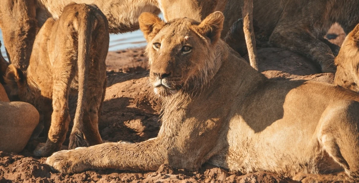 8-letni chłopiec w Zimbabwe przeżył 5 dni w parku narodowym, który zamieszkuje około 40 lwów. Przez 5 dni jadł dzikie owoce i pił wodę wykopaną w wyschniętym korycie rzeki. Uratowała go wiedza, bez posiadania której nie miałby szans na przeżycie.