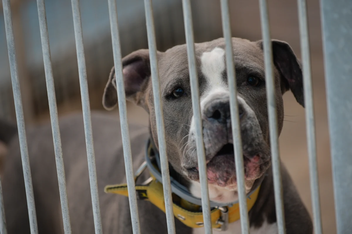 W czasie sylwestrowej nocy wiele przestraszonych zwierząt ucieka z domów i trafia do schronisk. W warszawskim Schronisku na Paluchu na swoich właścicieli czeka 14 psów i 2 koty - informuje Michał Krasoń, reporter RMF FM.