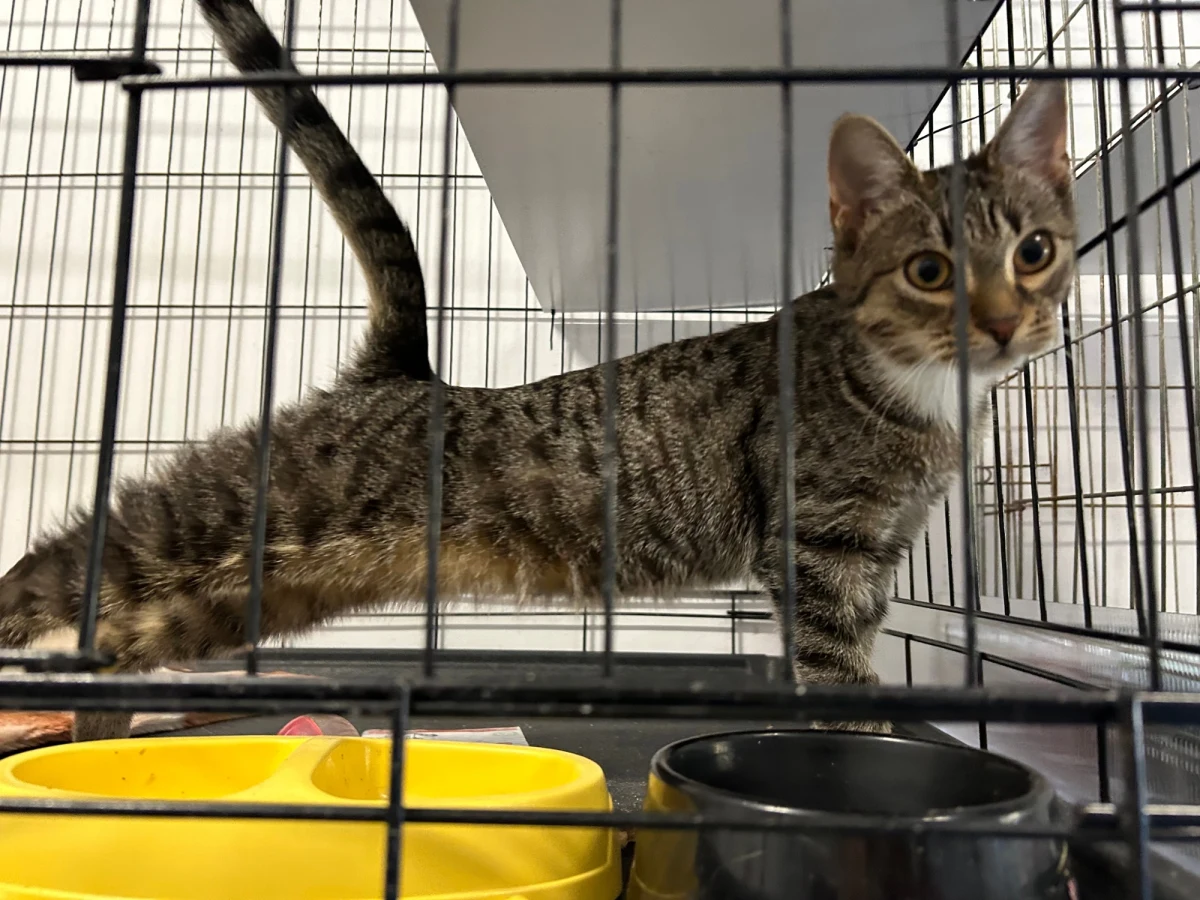 Niespodzianki od RMF FM trafiły dzisiaj do kolejnego schroniska dla bezdomnych zwierząt. Tym razem chodzi o placówkę w Kielcach. Właśnie w tym schronisku w czasie świąt Bożego Narodzenia doszło do brutalnego napadu. Ojciec i syn zachowywali się agresywnie, gdy przyjechali do placówki, by odebrać swojego psa, pitbulla, który wcześniej uciekł im z posesji. Śledztwo w tej sprawie prowadzi prokuratura. Dwóch mężczyzn usłyszało już zarzuty pobicia.