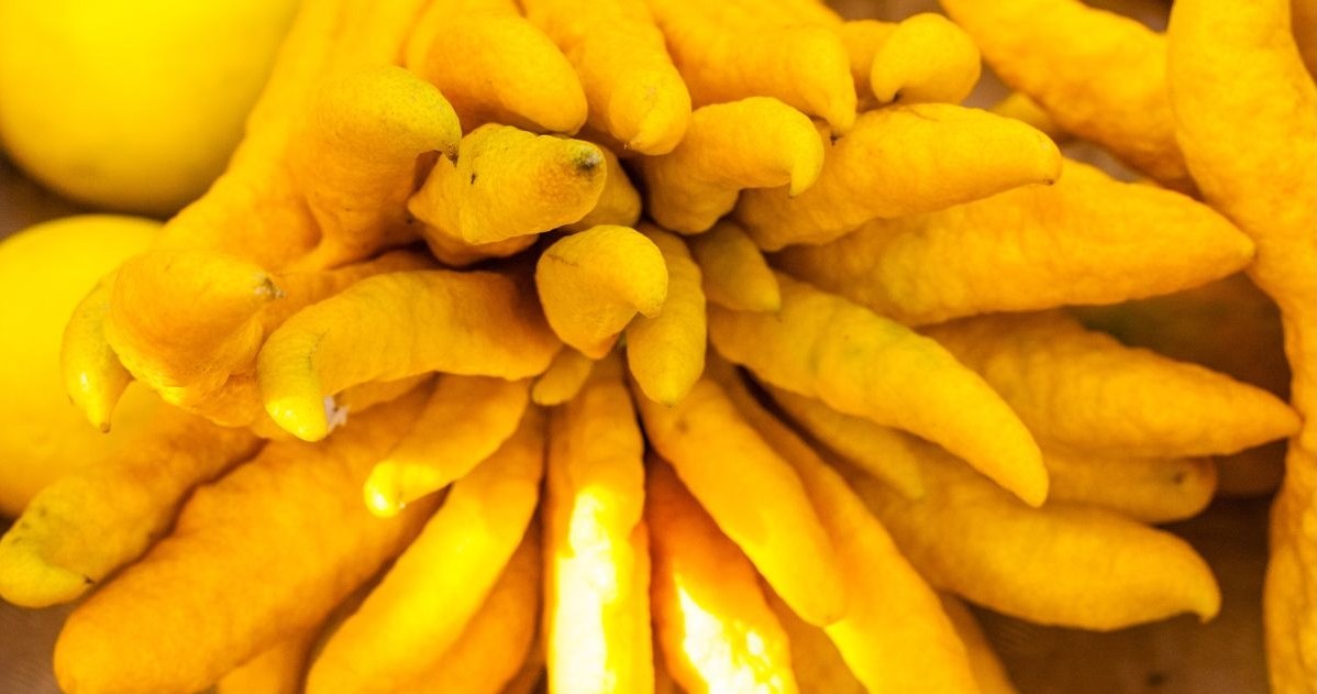 Najdziwniejszy z cytrusów. Palczasty owoc to wsparcie dla serca, jelit i odporności