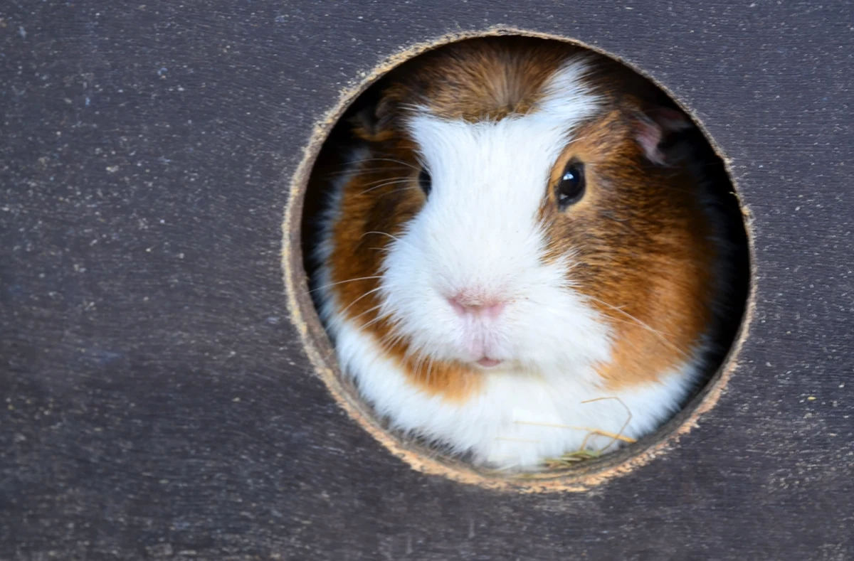 Krakowskie tramwaje służą do przemieszczania się z punktu A do punktu B. W ostatni czwartek ktoś jednak postanowił wykorzystać jeden z nich do… porzucenia zwierząt. W tramwaju w kartonowych pudełkach zostawiono cztery świnki morskie.