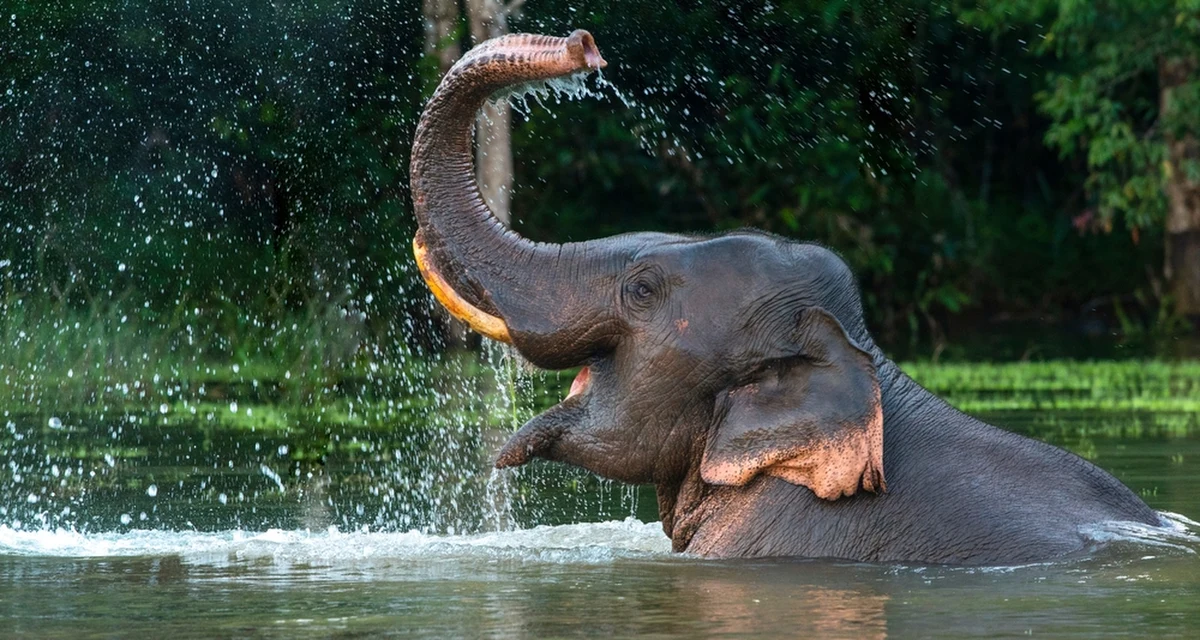 Kąpanie słonia - z pozoru zwyczajna aktywność w ośrodkach rekreacyjnych - zakończyło się tragedią w Tajlandii. Zwierzę zaatakowało 22-letnią Hiszpankę, z nieznanych przyczyn przebijając ją kłem. Kobieta zmarła.