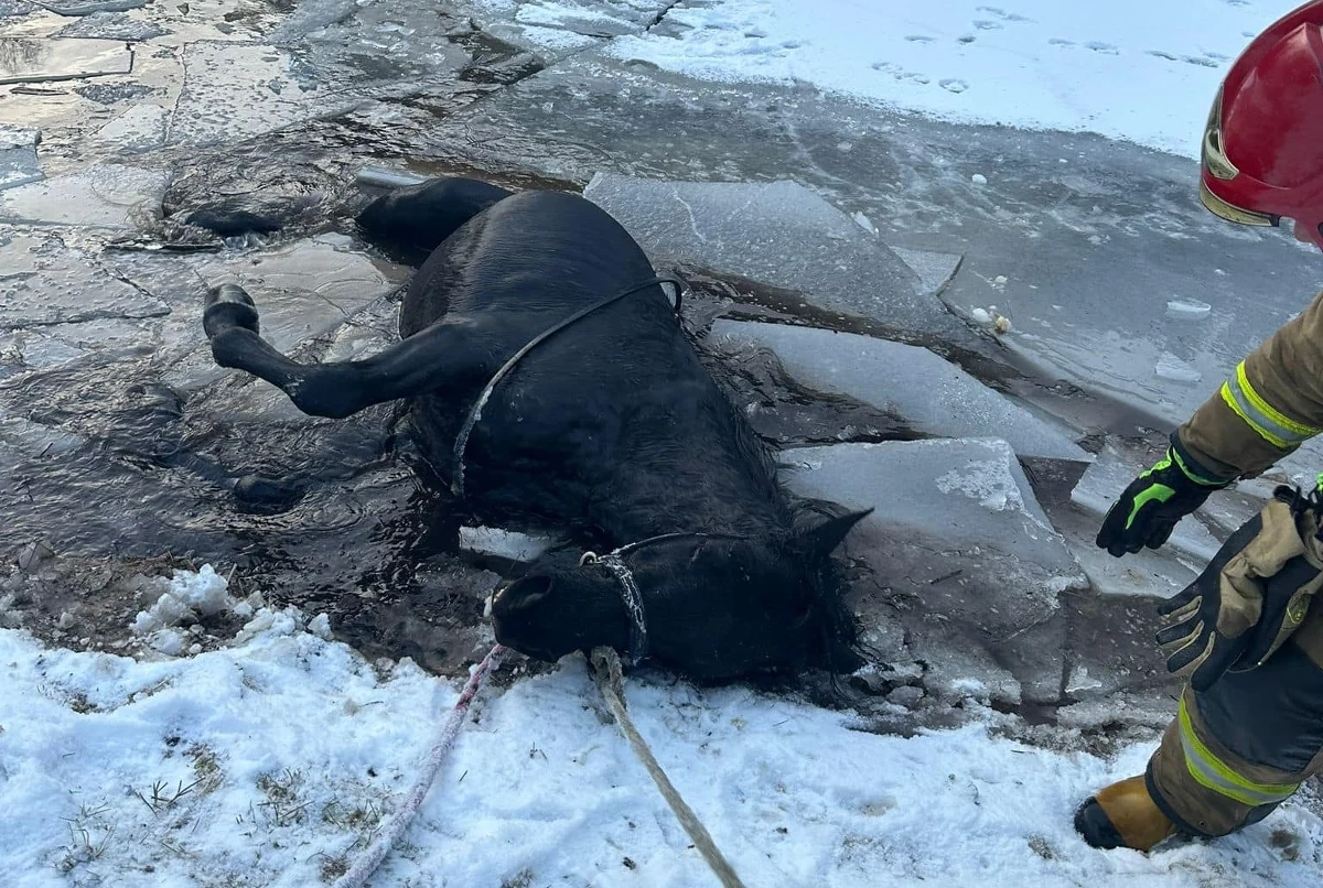 57-letni mężczyzna został ranny podczas akcji służb ratunkowych w miejscowości Leśna na Opolszczyźnie. W niedzielę po południu do stawu wpadł koń. Załamał się pod nim lód. 