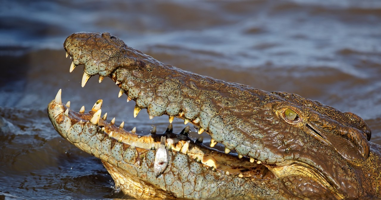 Mieszkańców Mozambiku atakują krokodyle. To najgorsza powódź od 25 lat