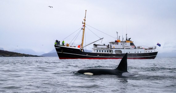 Norweski jacht został poważnie uszkodzony przez grupę orek u wybrzeży Portugalii. Atak ssaków miał miejsce w sobotę na Oceanie Atlantyckim, około 19 kilometrów na południe od kurortu Sesimbra. Na pokładzie były dwie osoby. Załogę uratował płynący niedaleko statek handlowy. 