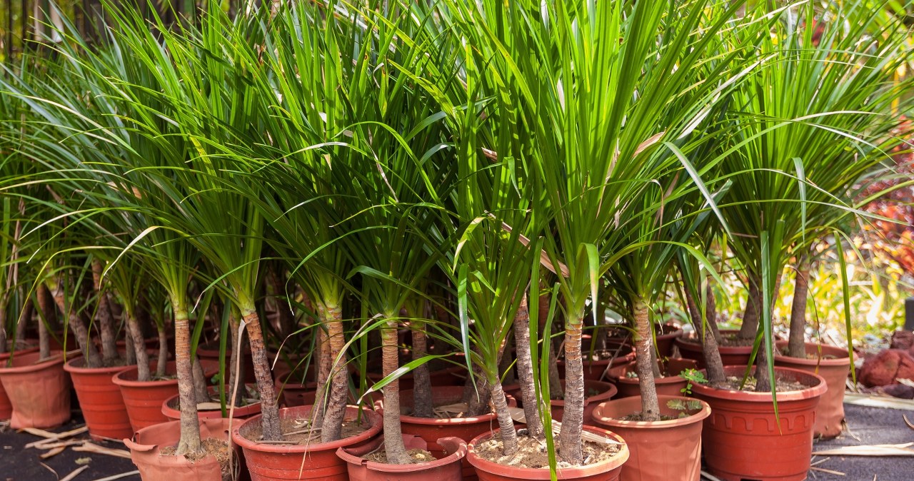 Dracena marnieje, a liście żółkną. Czy można ją jeszcze uratować? wiadomości,aktualności,Interia Dracena marnieje, a liście żółkną. Czy można ją jeszcze uratować?