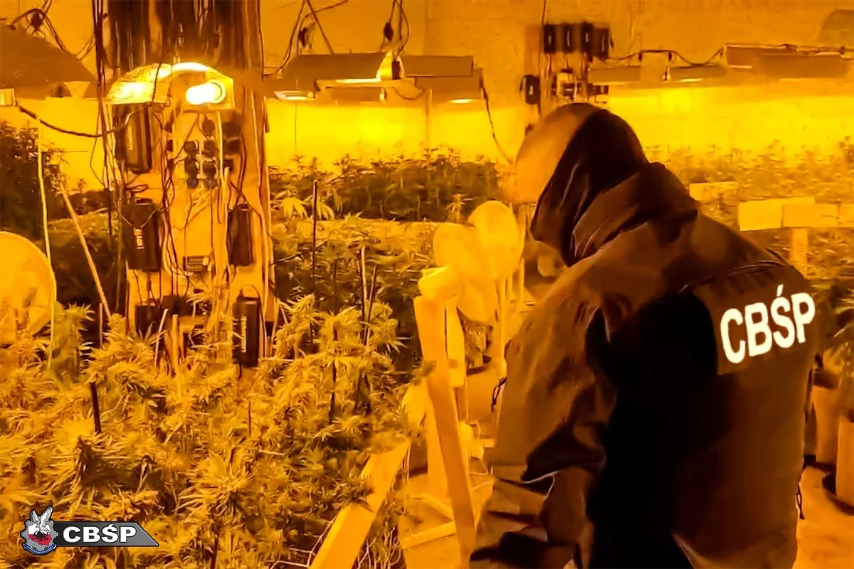 Ponad 500 krzewów konopi indyjskich, specjalistyczny sprzęt do ich uprawy, gotową marihuanę oraz blisko 3000 tabletek metamfetaminy o czarnorynkowej wartości ponad 1 mln zł zabezpieczyli funkcjonariusze CBŚP w woj. zachodniopomorskim. Śledczy zatrzymali także 49-letniego mężczyznę, którego wiąże się z uprawą i handlem narkotykami.