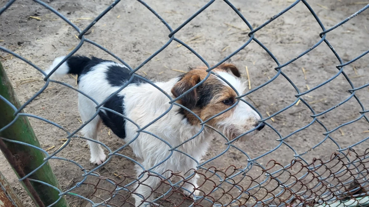 Dwie palety karmy i dwie palety legowisk dla kotów trafiły dziś do schroniska dla bezdomnych zwierząt w wielkopolskim Radlinie. To prezent od RMF FM i naszych słuchaczy. Auto załadowane po dach tymi darami zaparkowało na terenie schroniska.