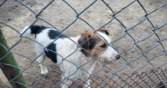 Dwie palety karmy i dwie palety legowisk dla kotów trafiły dziś do schroniska dla bezdomnych zwierząt w wielkopolskim Radlinie. To prezent od RMF FM i naszych słuchaczy. Auto załadowane po dach tymi darami zaparkowało na terenie schroniska.