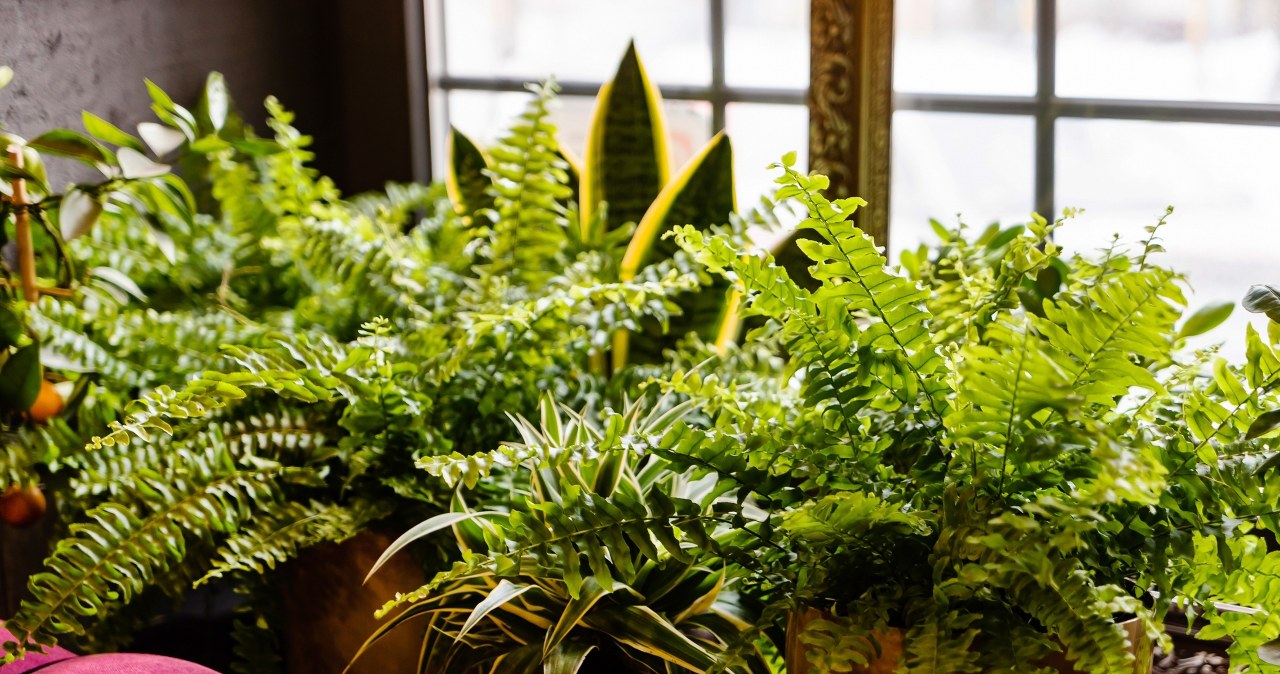 Genialny nawóz do paproci. Zyskasz dżunglę w pokoju