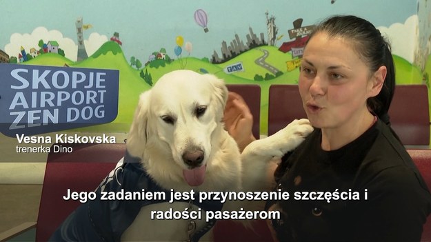 Lotniska to stresujące miejsca. W Macedonii Północnej do uspokajania pasażerów przed lotami zatrudniono… psa. Trzyletni Dino to golden retriever, który uwielbia być w centrum uwagi, a pasażerowie nie mogą powstrzymać się od głaskania go.