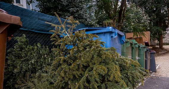 Nadchodzi czas pożegnania z jednym z najbardziej charakterystycznych symboli świąt Bożego Narodzenia - choinką. Choć tradycja każe czekać do 2 lutego, nie każdy może sobie pozwolić na tak długie trzymanie drzewka w domu, zwłaszcza gdy zaczyna ono tracić igły. Co zatem zrobić z choinką po świętach, aby jej pozbycie było zarówno wygodne, jak i świadome ekologicznie?