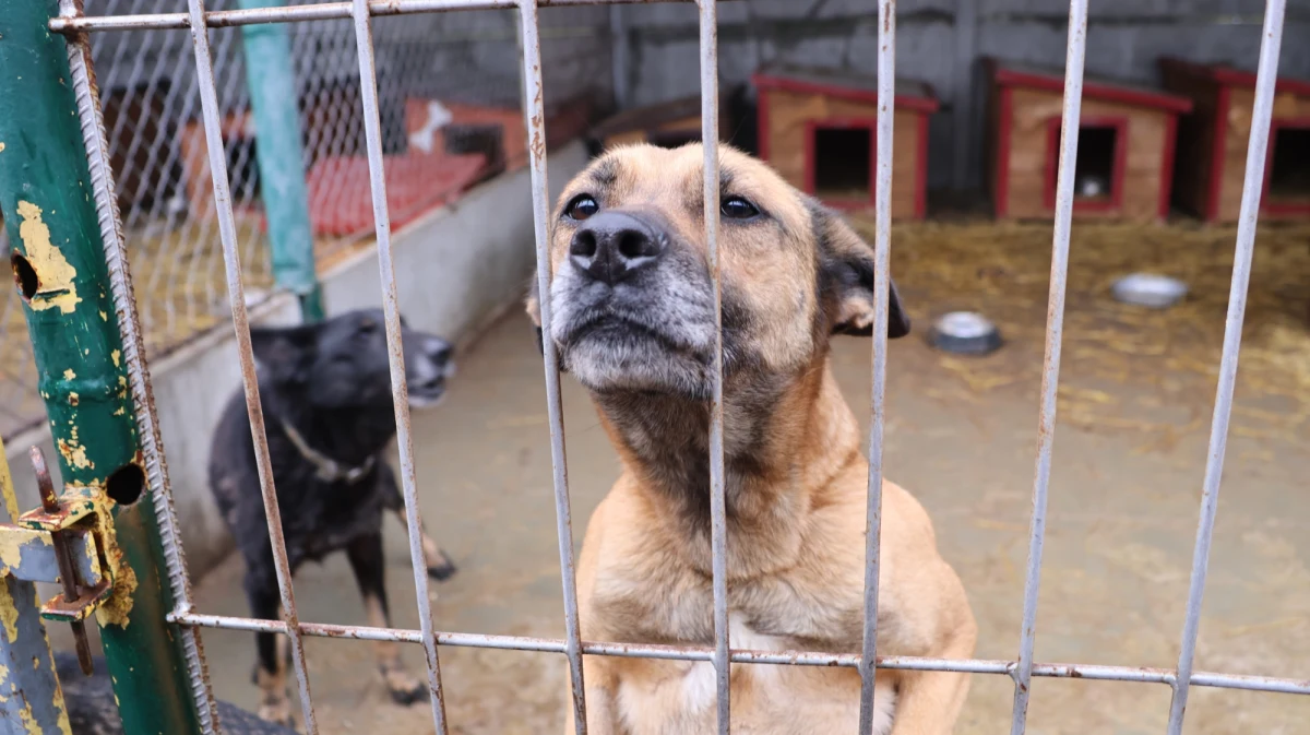 RMF FM z darami dla kolejnego schroniska dla zwierząt! Zawozimy do placówek w całej Polsce tony karmy, legowiska dla zwierząt, miski i inne potrzebne akcesoria. Dziś karma trafiła do schroniska Psie Pole w Racławicach w Małopolsce.
